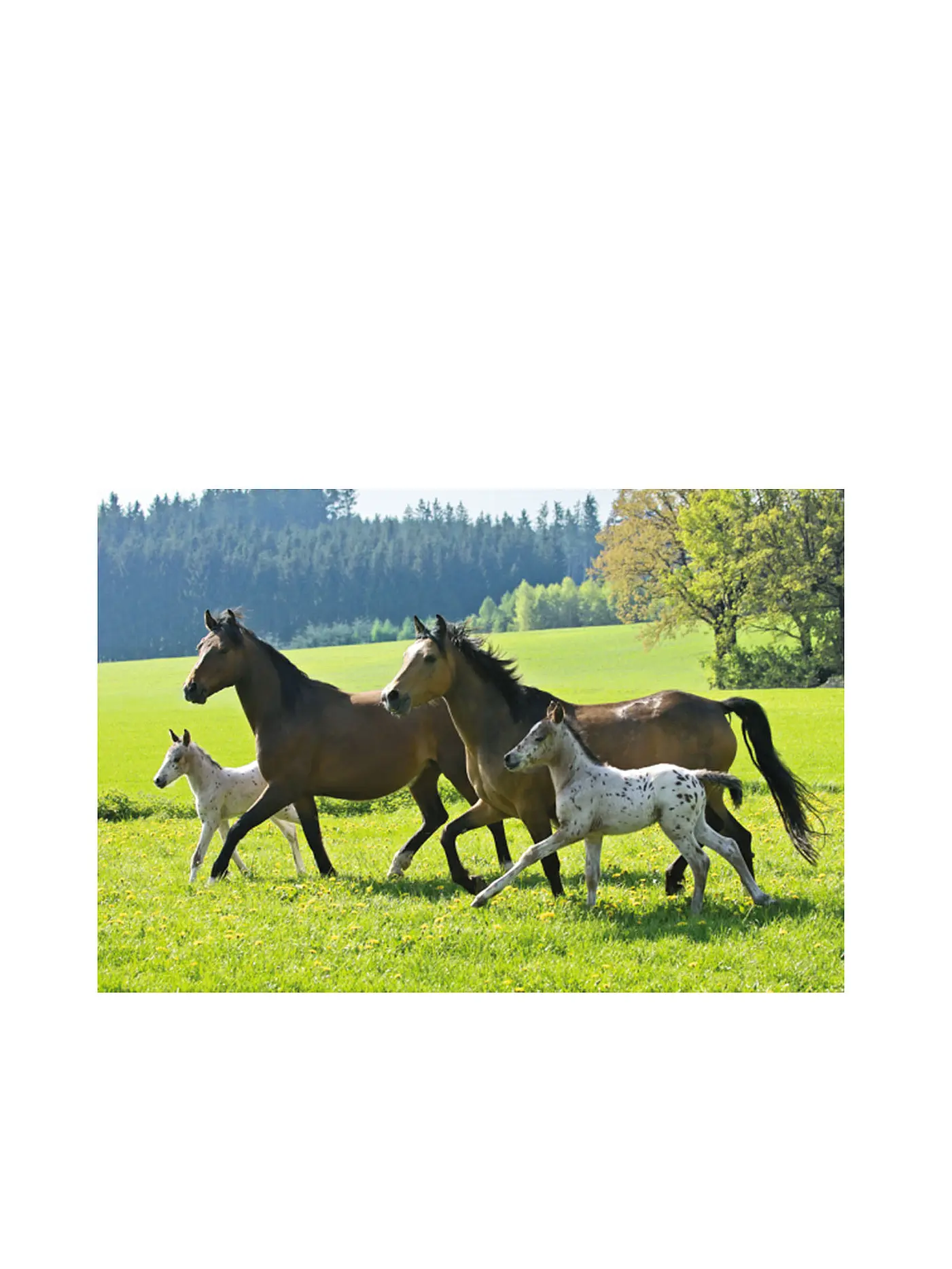 SCHMIDT-SPIELE | Puzzle-Box im Metallkoffer Pferde | 